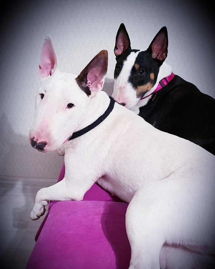 two English Bull Terriers resting on the couch