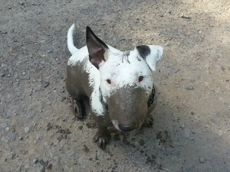 white English Bull Terrier covered in mud