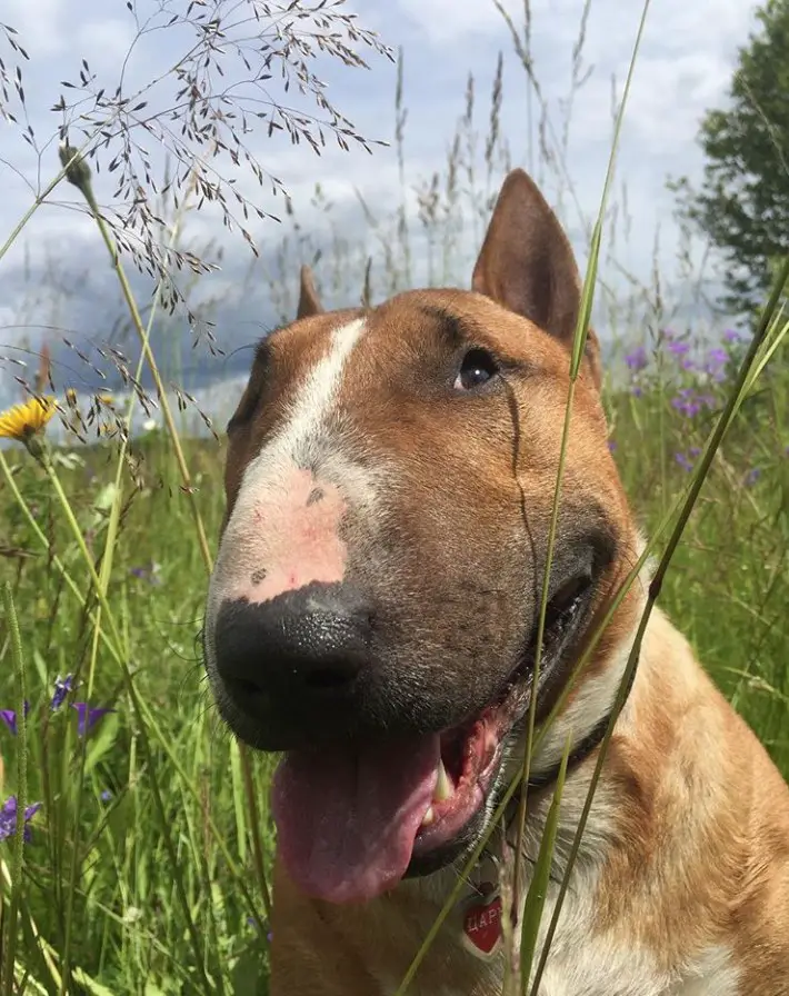 18 Reasons to Choose a Bull Terrier - The Paws