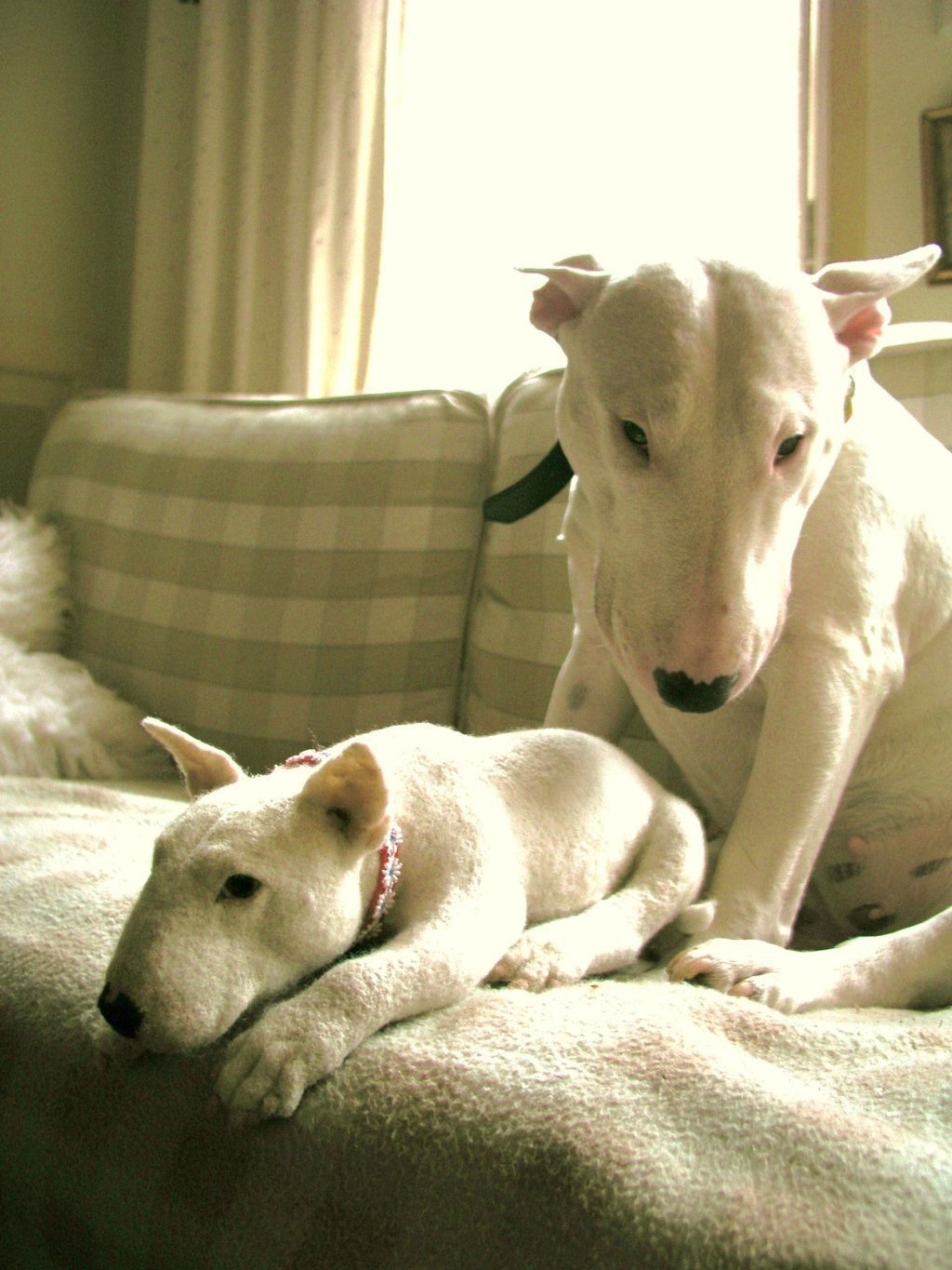 English Bull Terrier adult and puppy lying on the couch