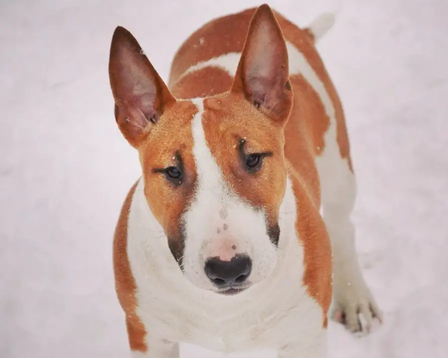English Bull Terrier taking a walk in snow