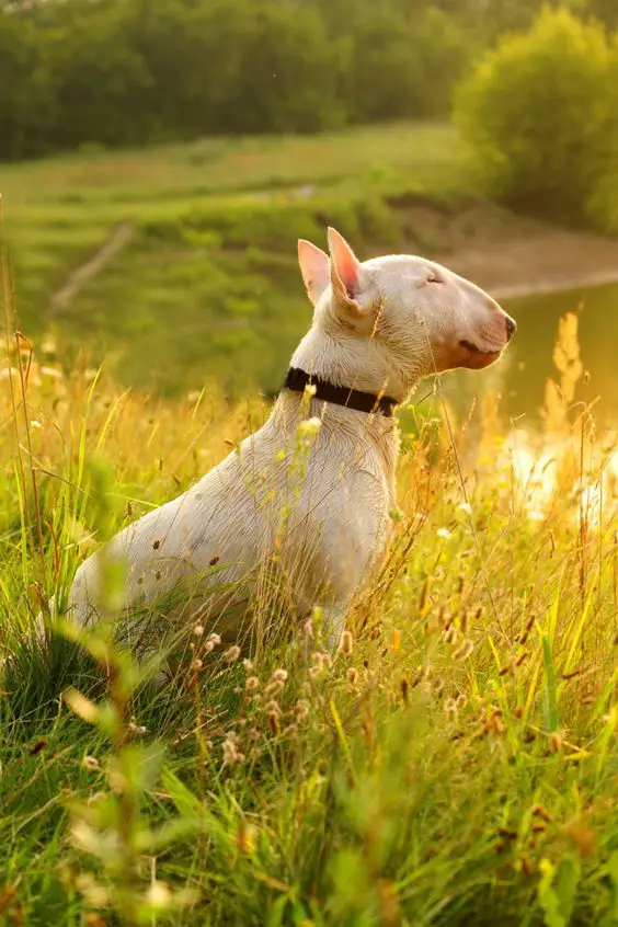 English Bull Terrier sitting in the middle of the wildflowers and grass