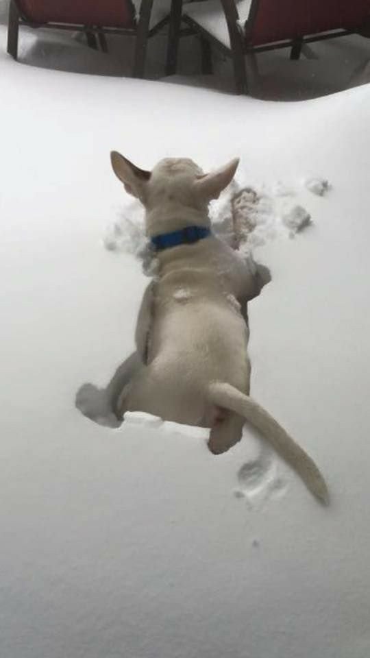 English Bull Terrier buried in snow