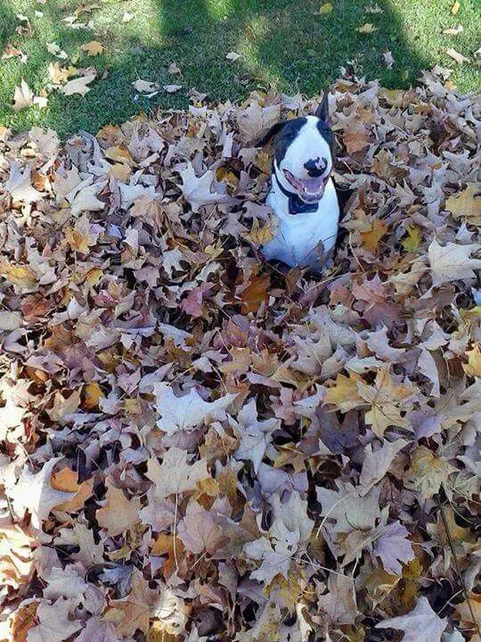 English Bull Terrier sitting on a dried leaves