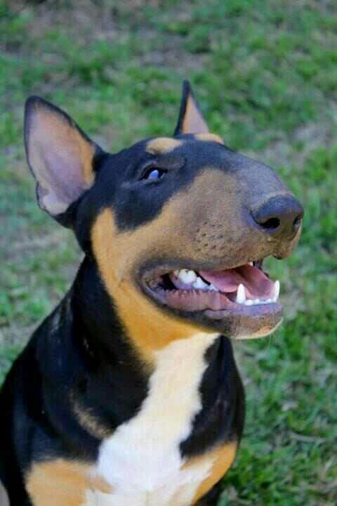 Bull Terrier at the park