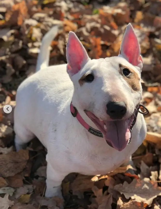 happy English Bull Terrier outdoors with dried leaves on the ground
