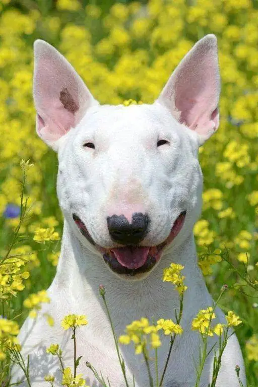 smiling English Bull Terrier in the middle of the field of yellow flowers