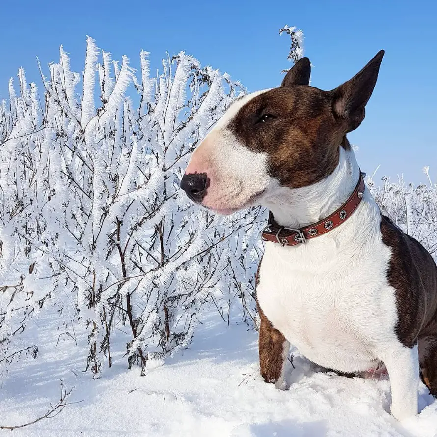 Bull Terrier in snow under the blue sky