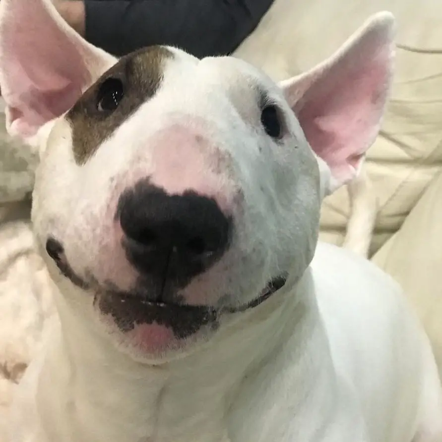 smiling Bull Terrier