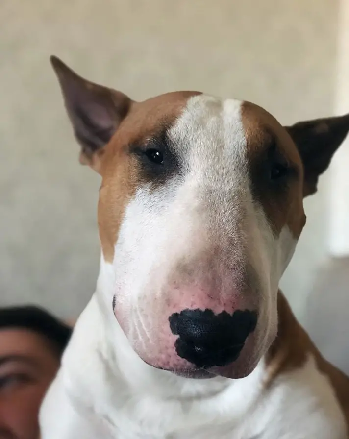 sweet face of English Bull Terrier