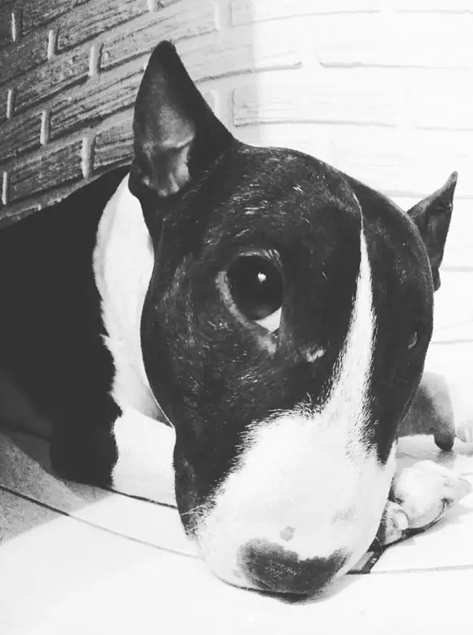 Bull Terrier lying on the floor with its sweet face