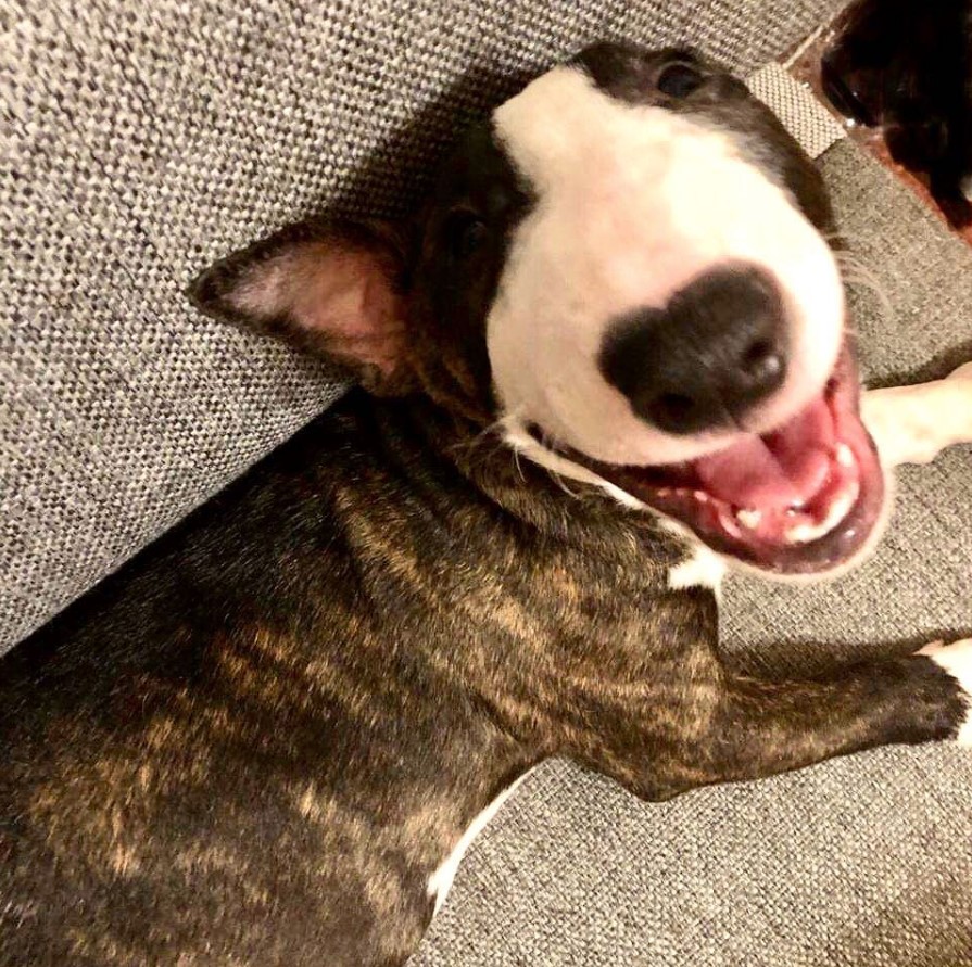 happy Bull Terrier lying on the couch