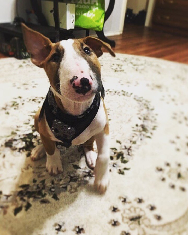 English Bull Terrier sitting on the carpet