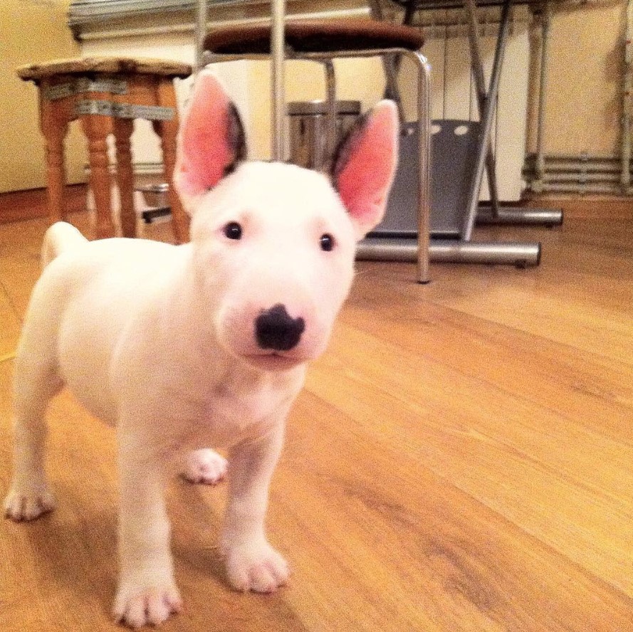 white Bull Terrier on the floor