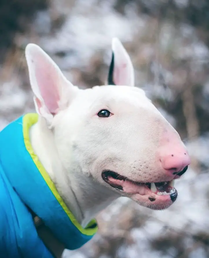smiling English Bull Terrier outdoors in winter
