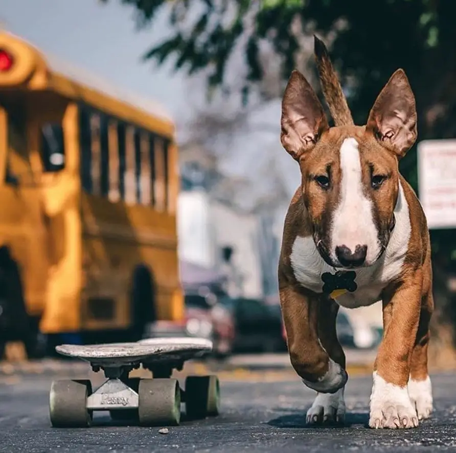 running Bull Terrier beside a skateboard