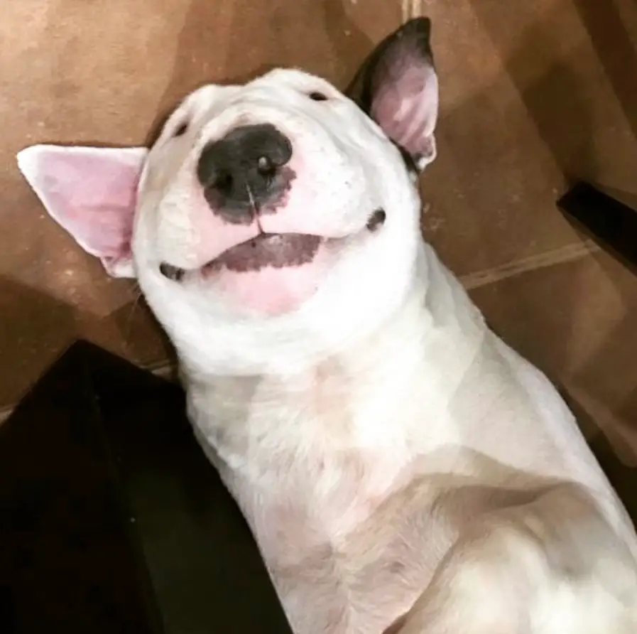 English Bull Terrier lying on the floor smiling