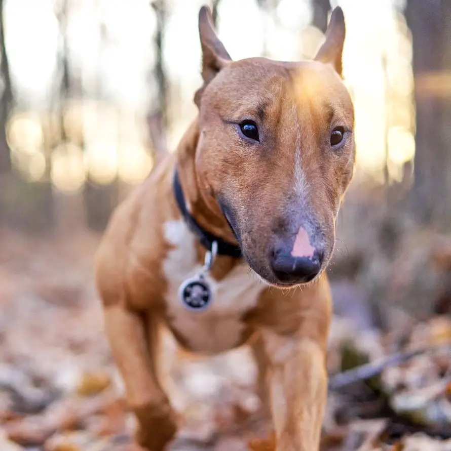brown Bull Terrier walking in the forest