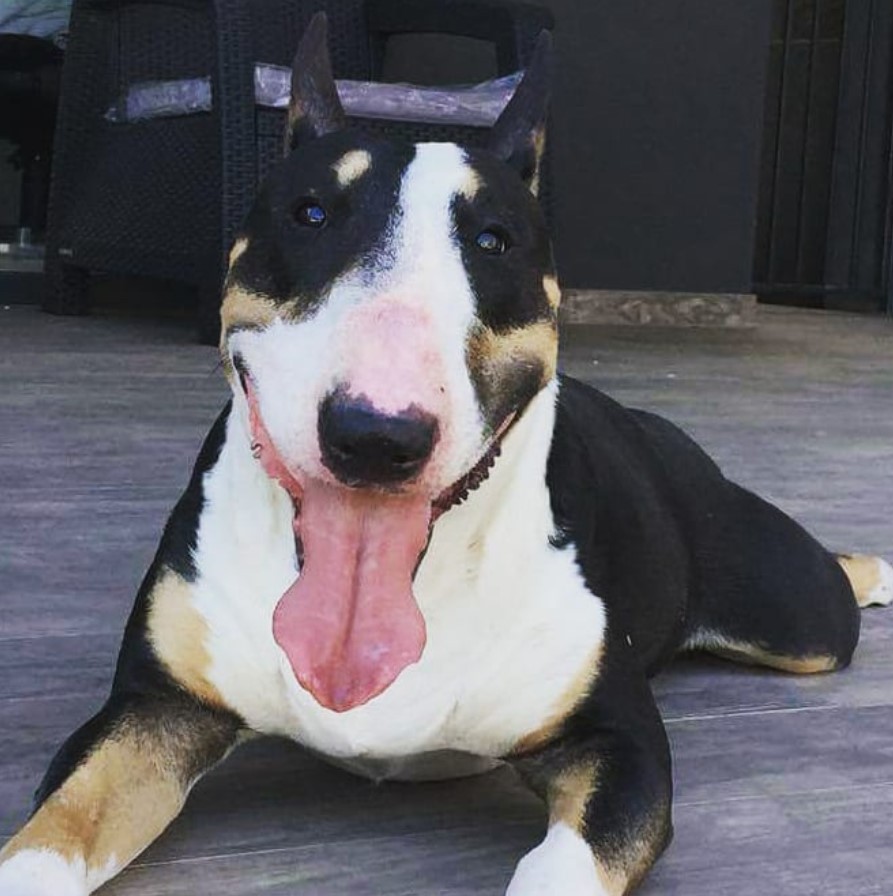 English Bull Terrier lying on the floor smiling with its tongue out