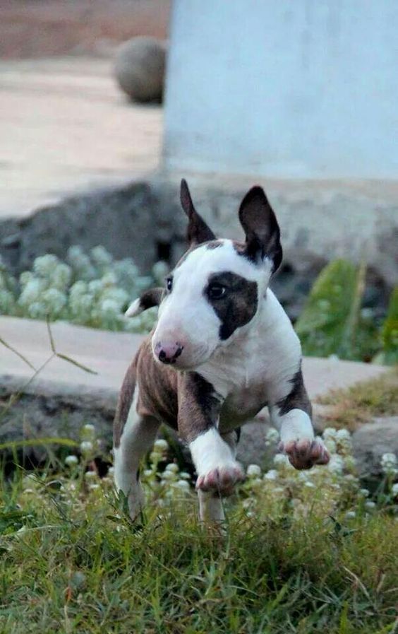 English Bull Terrier puppy running over the grass