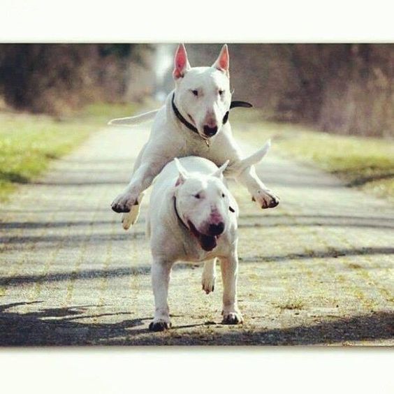 English Bull Terrier jumping over a English Bull Terrier while running in the road