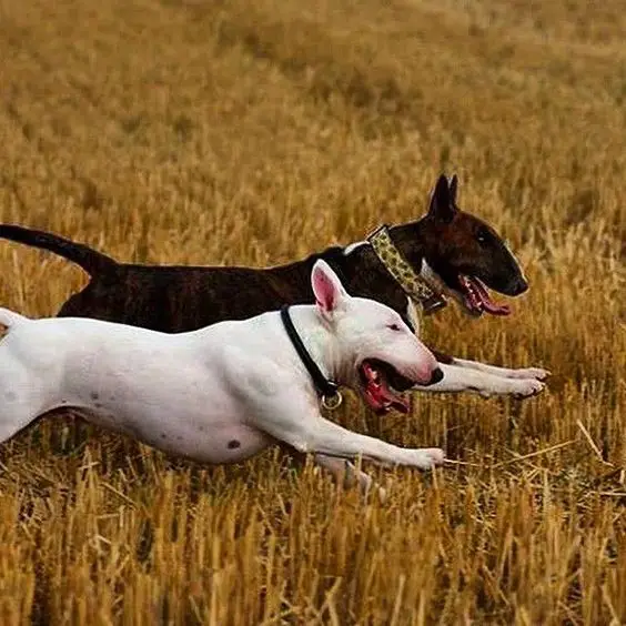 two English Bull Terriers running in the field