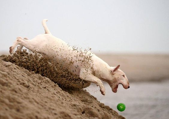 English Bull Terrier chasing a ball at the beach