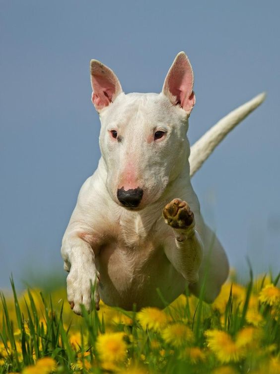 English Bull Terrier running in the field of yellow flowers