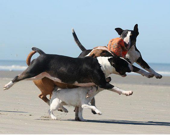 a group of English Bull Terriers chasing together one ball at the beach