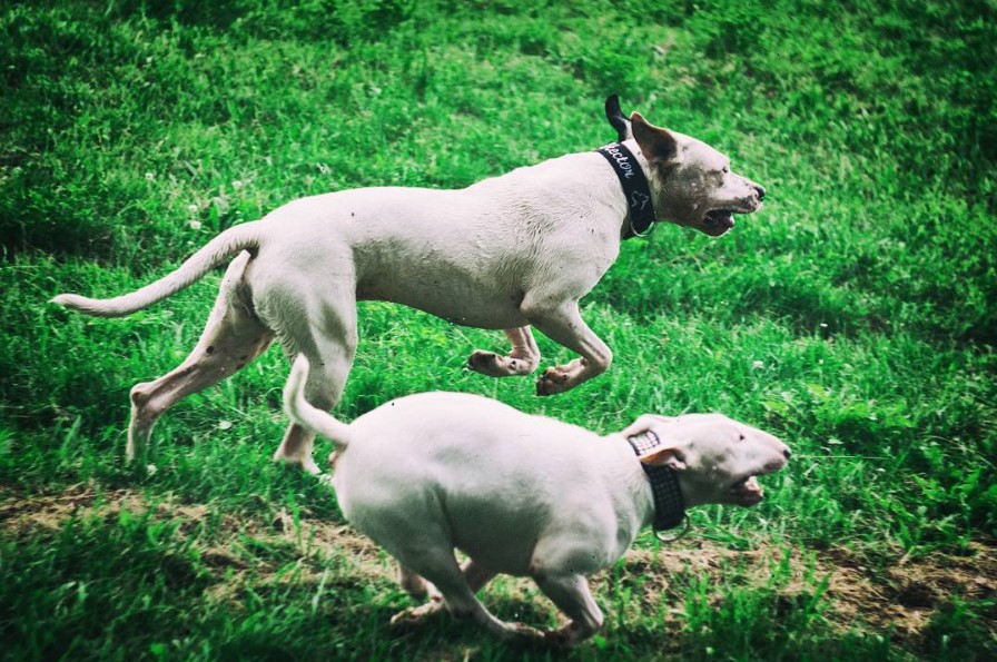 two English Bull Terriers running in the forest