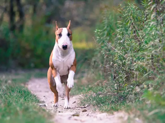 English Bull Terrier running in the middle of the forest
