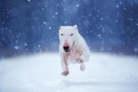 English Bull Terrier running outdoors in winter