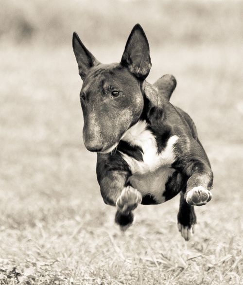 English Bull Terrier running outdoors