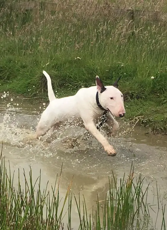 English Bull Terrier running in the water