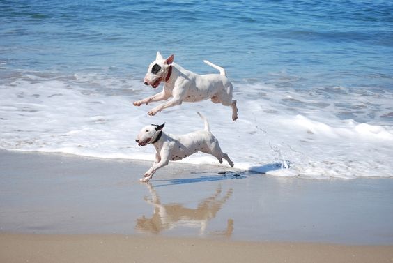 two English Bull Terriers running by the seashore