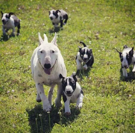 English Bull Terrier with her puppies running in the yard