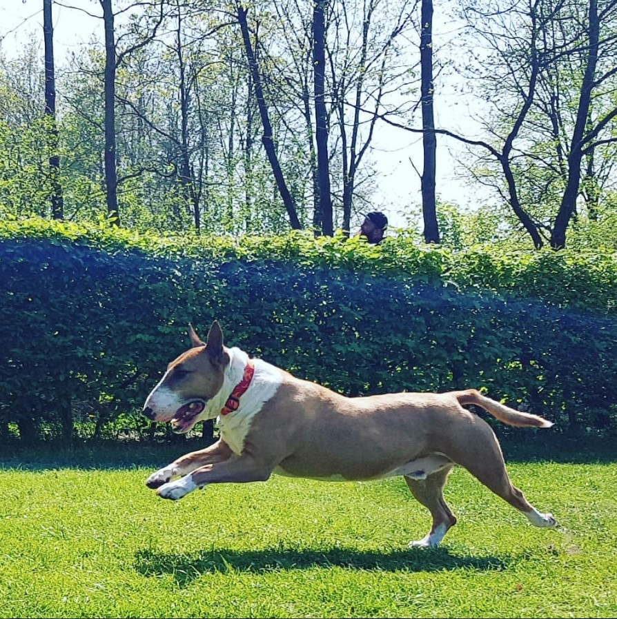 English Bull Terrier running in the yard