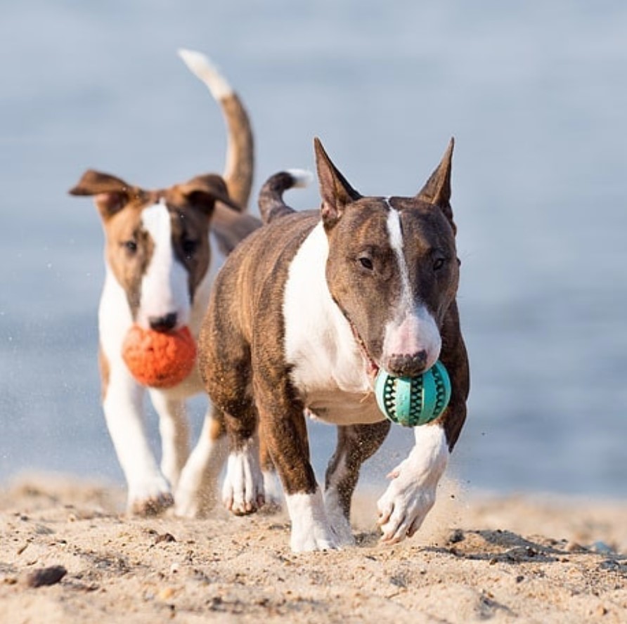 two English Bull Terrier carrying their ball with their mouths at the beach