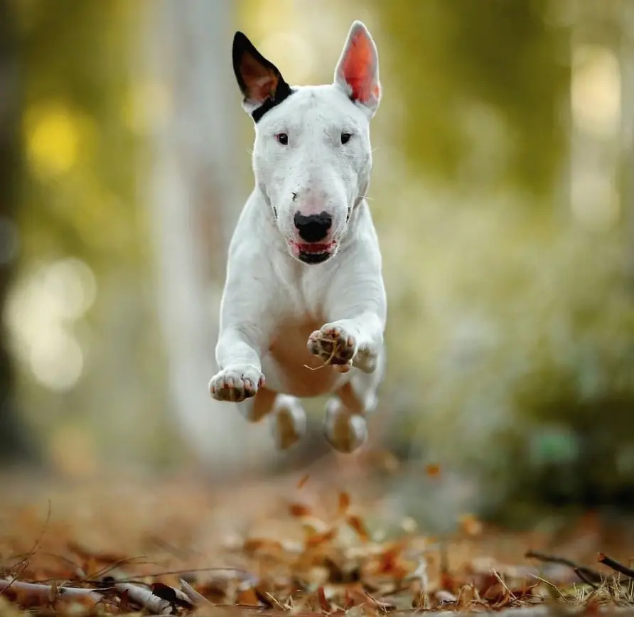English Bull Terrier running in the forest