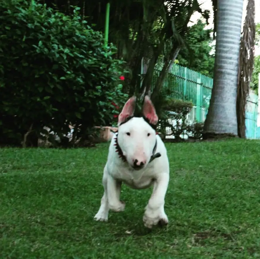 English Bull Terrier running in the yard