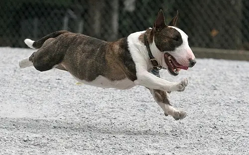 English Bull Terrier running at the park