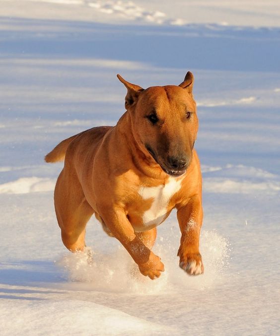 English Bull Terrier running outdoors in snow