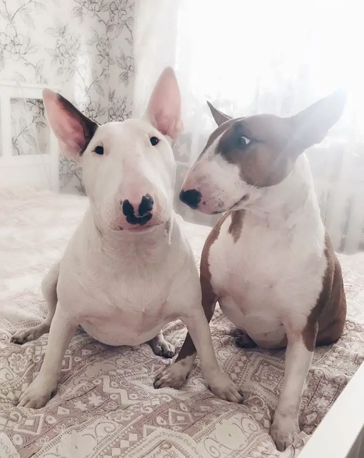 two Bull Terrier sitting on top of the bed