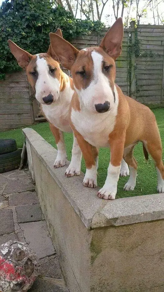 two Bull Terriers in the backyard