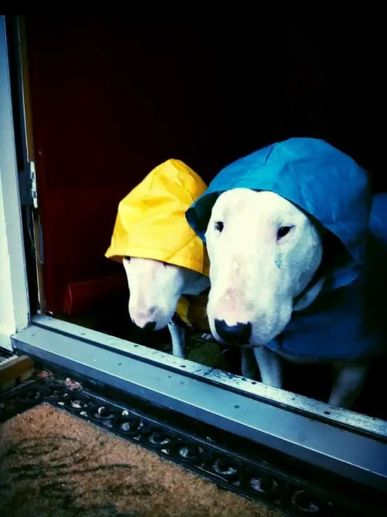 English Bull Terrier behind the door wearing a raincoat