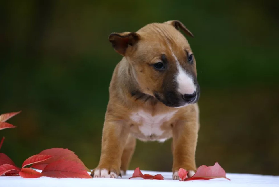 20+ Foods English Bull Terriers Go Crazy For The Paws