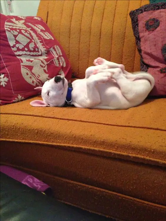white English Bull Terrier puppy lying on the couch on its back sleeping