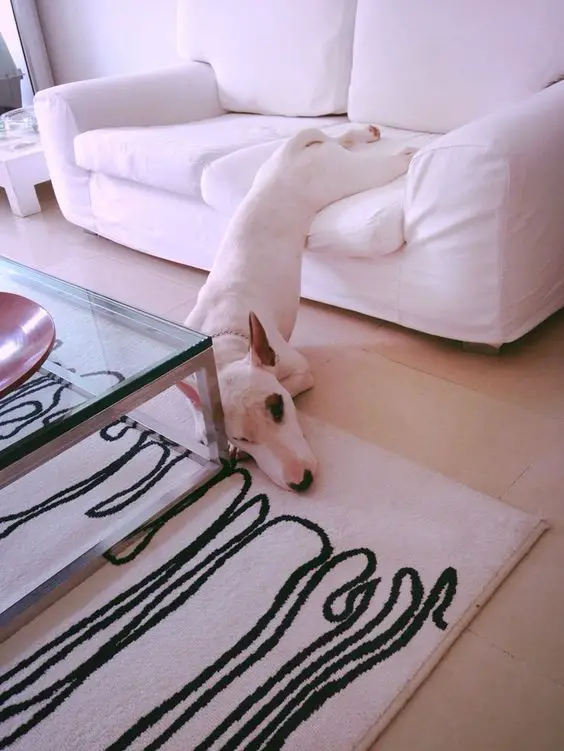 white Bull Terrier sleeping with its feet on the couch while the rest of its body is on the floor