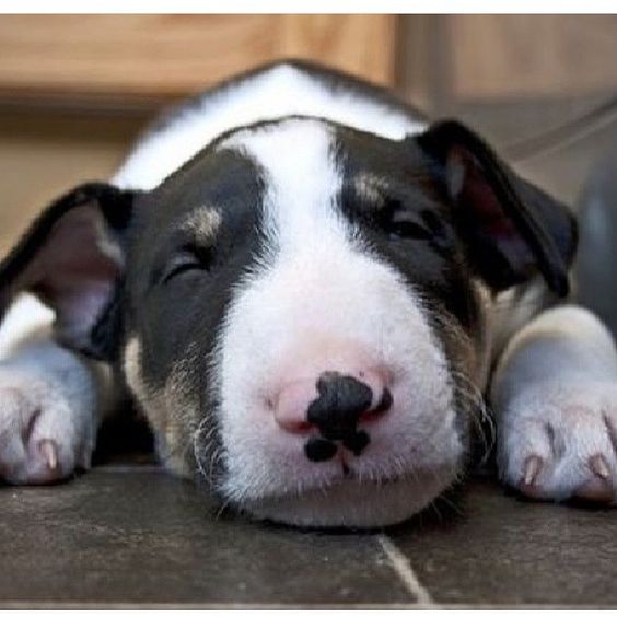  English Bull Terrier puppy sleeping while lying on the floor