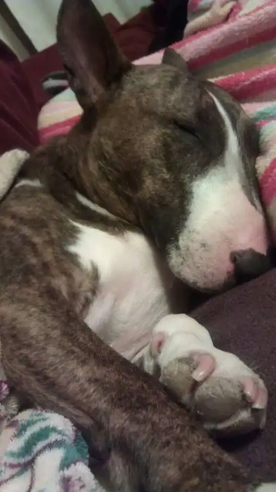  English Bull Terrier puppy sleeping on its side in the couch